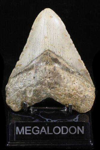 Large, Megalodon Tooth - North Carolina #40250